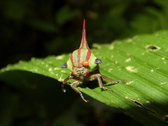 Umbonia