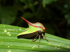 Umbonia