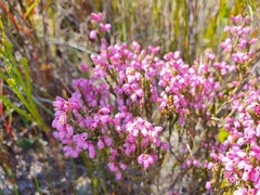 Erica articularis