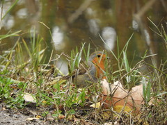 Erithacus rubecula rubecula