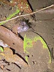 Limnonectes fujianensis