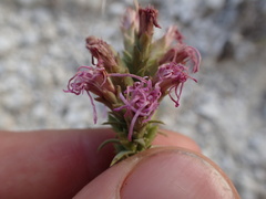 Liatris punctata mucronata