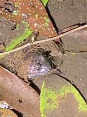 Limnonectes fujianensis