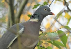 Columba palumbus palumbus