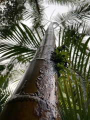 Dypsis lutescens image