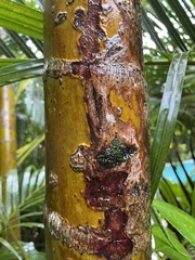 Dypsis lutescens