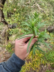 Platysace lanceolata