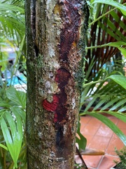 Dypsis lutescens