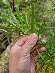 Platysace lanceolata