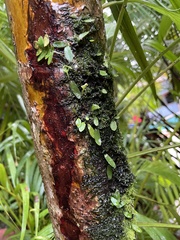 Dypsis lutescens