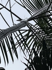 Dypsis lutescens