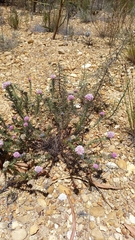 Pseudoselago serrata