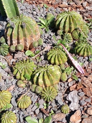 Echinopsis