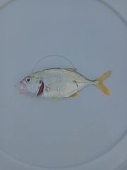 Caranx