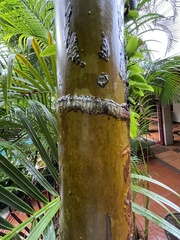 Dypsis lutescens