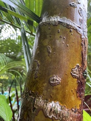 Dypsis lutescens