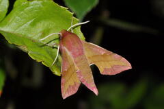 Deilephila porcellus