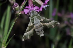 Proserpinus proserpina