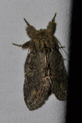 Peridea anceps