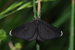 Odezia atrata
