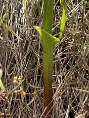 Eriospermum cooperi cooperi