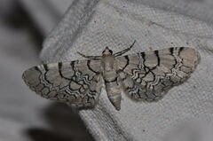 Eupithecia venosata