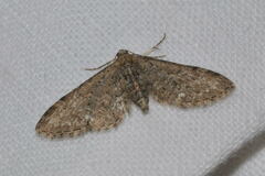 Eupithecia abbreviata
