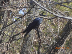 Corvus macrorhynchos