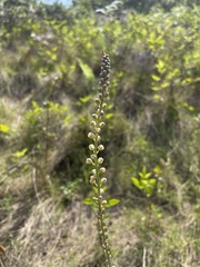 Eriospermum cooperi cooperi