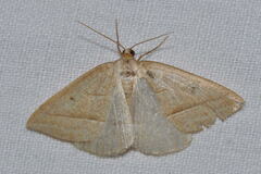 Petrophora chlorosata