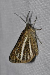 Isturgia limbaria