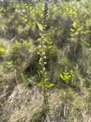 Eriospermum cooperi cooperi