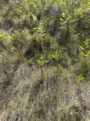 Eriospermum cooperi cooperi