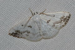 Lomographa temerata