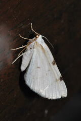 Lomographa bimaculata