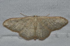 Idaea straminata