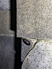 Opisthoplatia orientalis