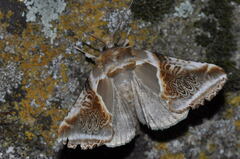 Habrosyne pyritoides