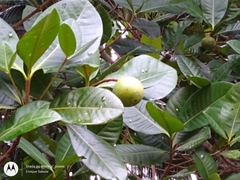 Couma utilis