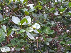 Couma utilis