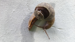 Megaustenia imperator