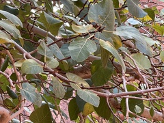Ficus carica