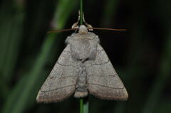 Charanyca trigrammica