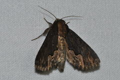 Dypterygia scabriuscula