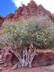 Ficus carica
