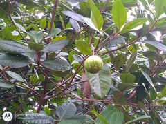 Couma utilis