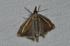 Crambus lathoniellus