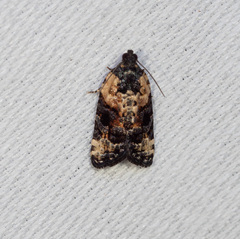 Asthenoptycha iriodes