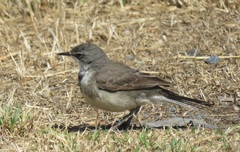 Motacilla capensis capensis