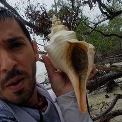 Triplofusus giganteus